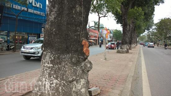 Không phải lần đầu cây xà cừ trên đường Láng bị đẽo vỏ ảnh 1